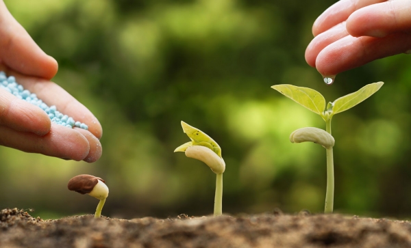 Σεμινάριο Ορθών Γεωργικών Πρακτικών Καλλιέργειας & Κλαδέματος Καρυδιάς