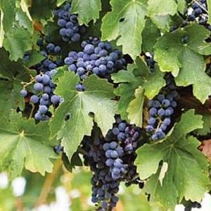 Φυτό Αμπέλου