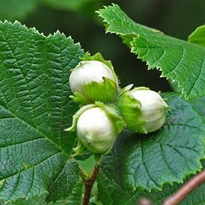 Φουντουκιά