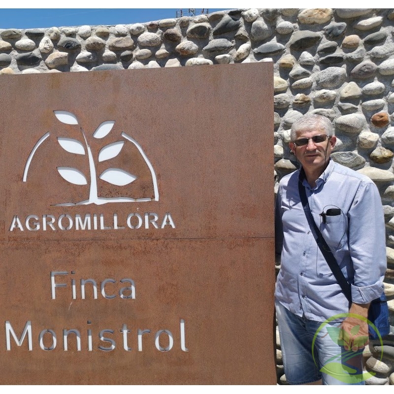 Αμυγδαλιά Vairo Φυτώριο Όλυμπος Φυτώριο Όλυμπος